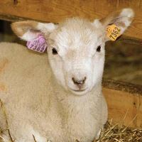 Ušní známka pro ovce, kozy - typ K