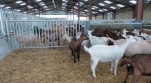 Stájová brána pro ovce/kozy, nastavitelná délka 4-4,3m