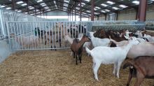 Stájová brána pro ovce/kozy, nastavitelná délka 3-3,3 m
