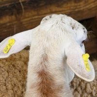 Ušní známka pro ovce, kozy - typ V  s čipem