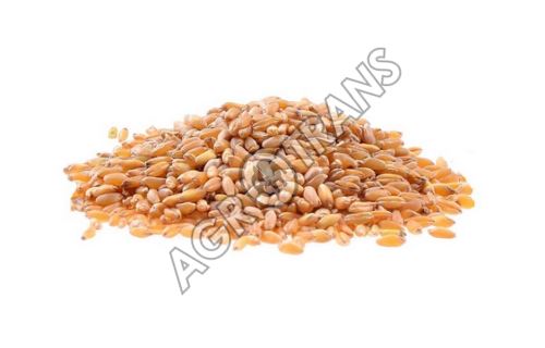 Pšenice - 50kg
