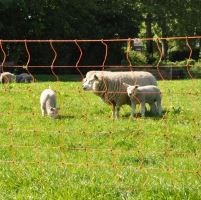 Síť na elektrické ohradníky pro ovce, 50m, 90cm, 2 hroty