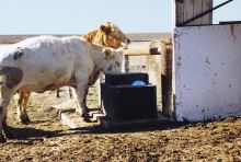 Míčová napáječka pro skot MIRAFOUNT 3465, 2-míčová do -40°C (2)