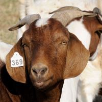 Ušní známka pro ovce, kozy - typ L