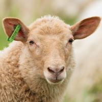 Ušní známka pro ovce, kozy - typ J